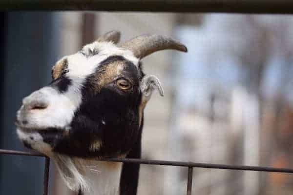 lamanacha dairy goat breed 