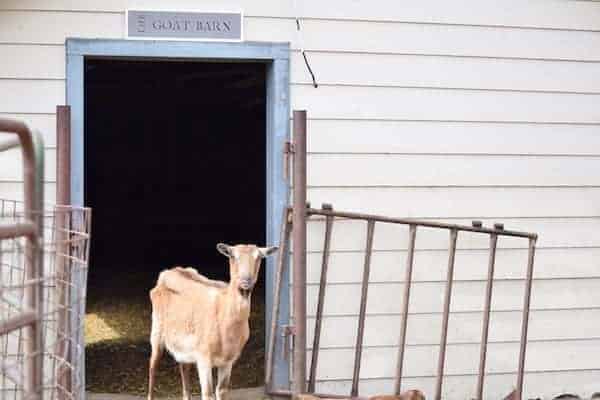 goat standing in the doorway of the goat barn