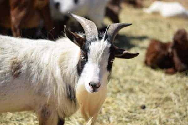 Close up image of a male pygmy goat