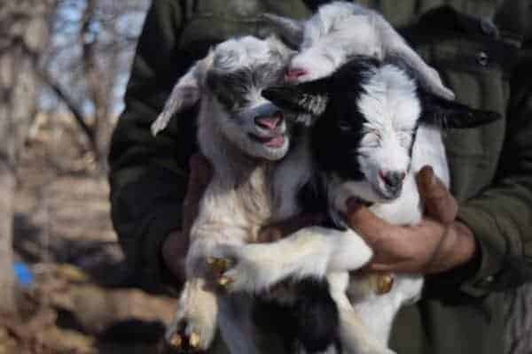 three small pygmy goats being held in man’s hands