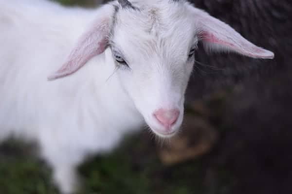 Close up image of a white pygmy goat