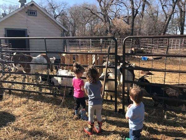 Children visiting goats in a pen