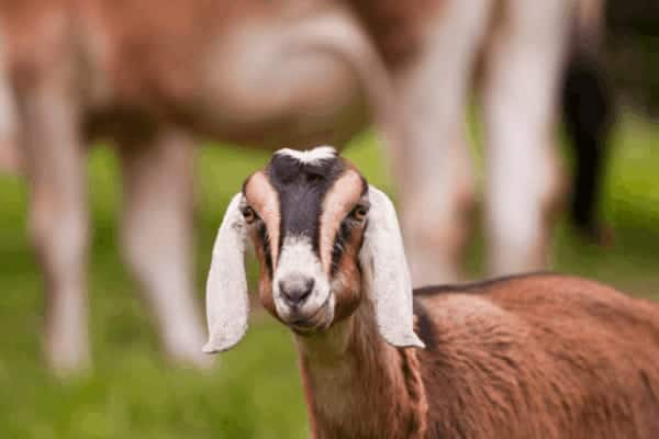 Nubian dairy goat