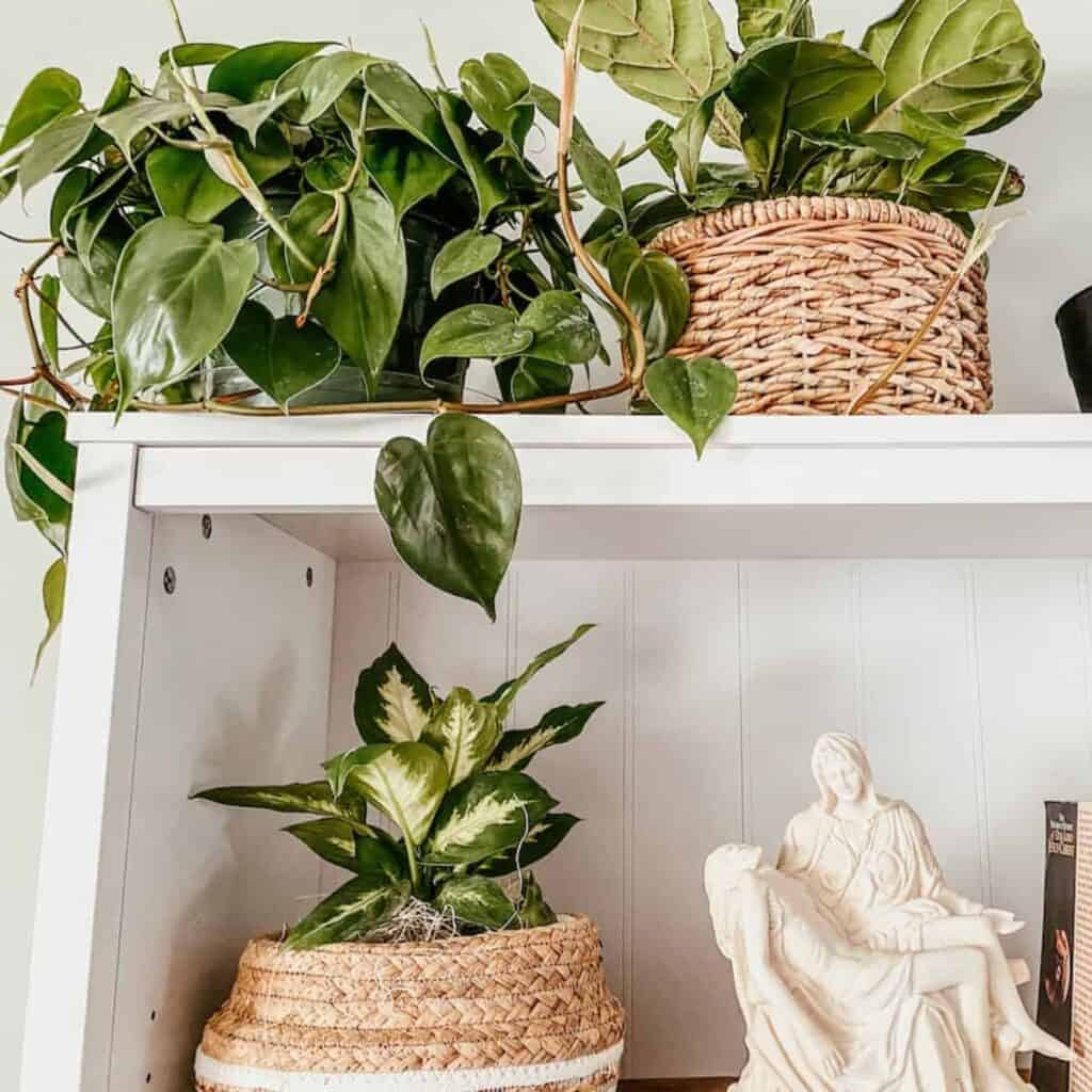 baskets of houseplants on a white bookshelf