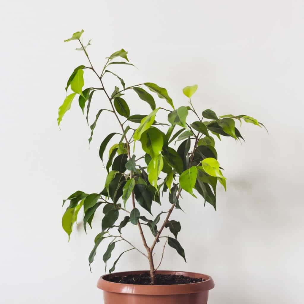 ficus tree in a terra cotta planter pot