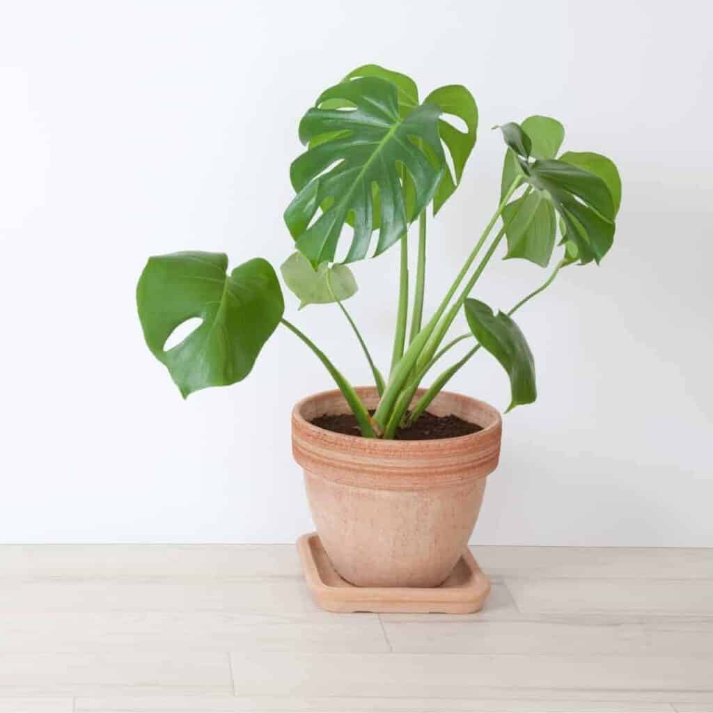 terra cotta planter with a small monstera plant