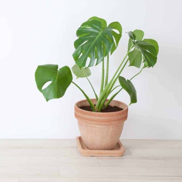 15-best-air-cleaning-houseplants-boots-hooves-homestead
