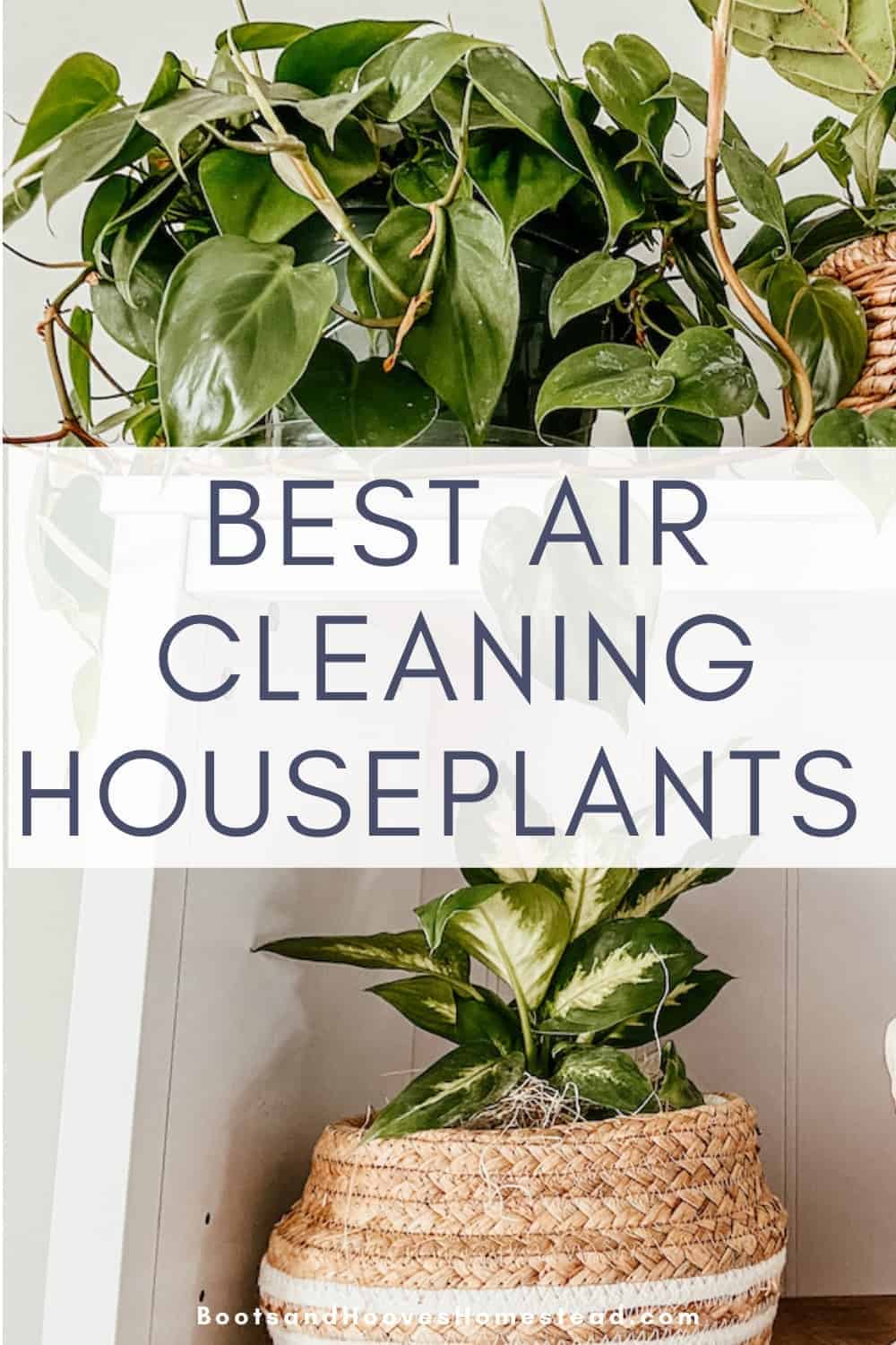 15-best-air-cleaning-houseplants-boots-hooves-homestead