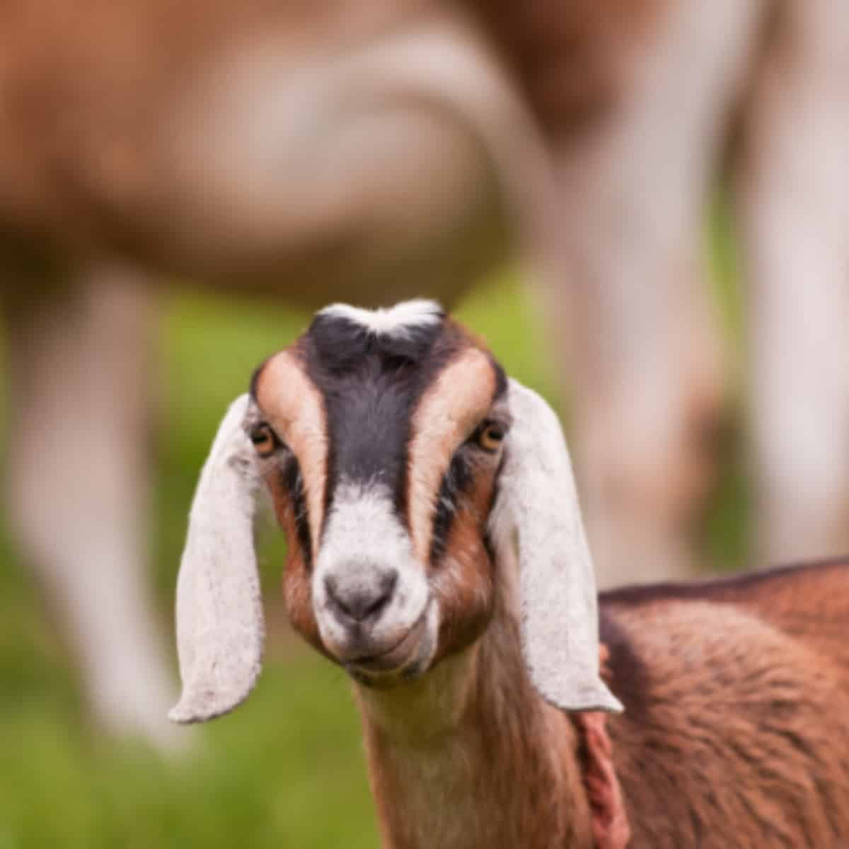 Nubian dairy goat in a pasture