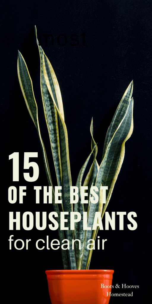 image of a snake plant in an orange pot. with text overlay that reads: 15 of the best houseplants for clean air.