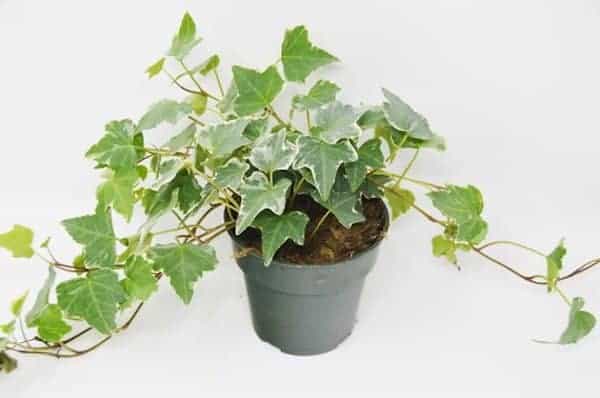 English Ivy plant in a grey pot