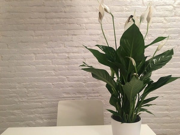 a large peace lily plant in a white pot and sitting on a table