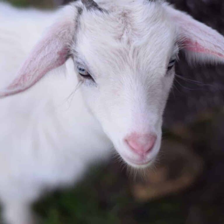 closeup image of white pygmy goat female