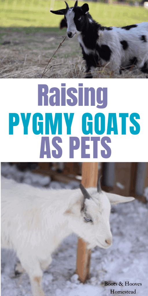 Two images of the small pygmy goat breed