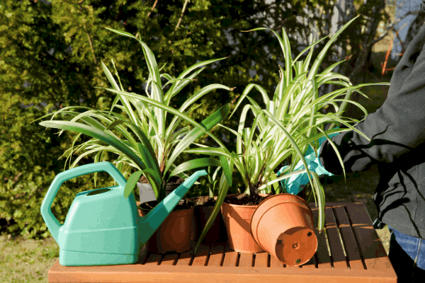 several spider plants in pots with a watering can in front