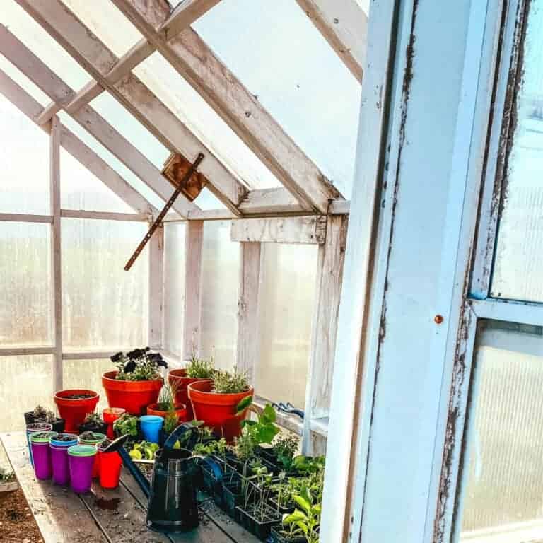 What to Grow in a Greenhouse