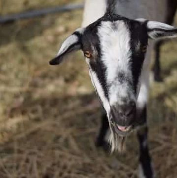 How to Raise Goats on a Small Farm - Boots & Hooves Homestead