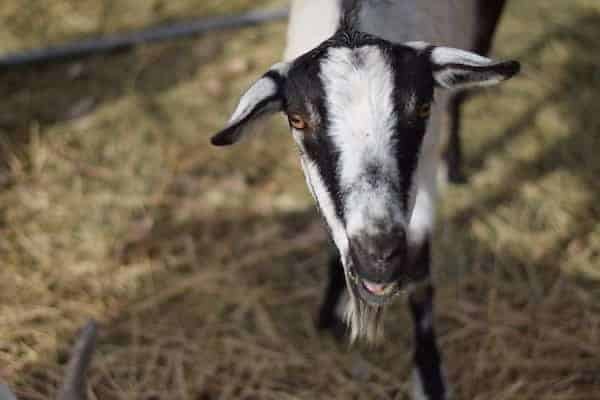 alpine goat