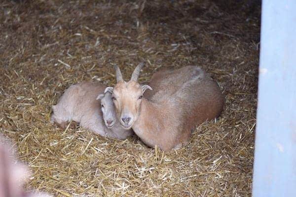 mama and baby goat snuggling in the barn