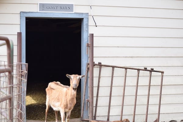 alpine goat standing in doorway of the goat barn