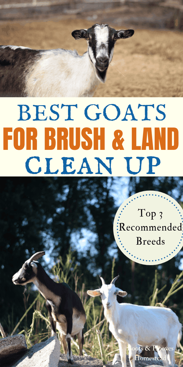 The Best Goats for Brush Clearing Boots & Hooves Homestead