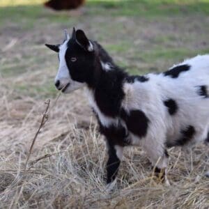 goat grazing hay in pasture