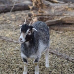 pygmy goat in goat pen