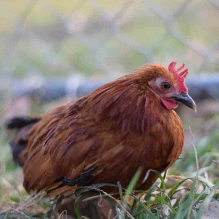 mini chicken near a chain link fence