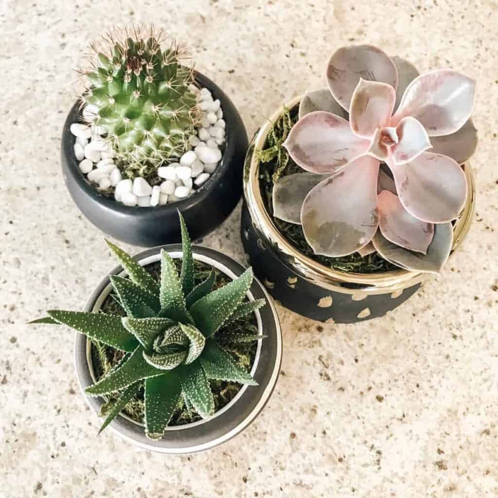three succulent plants