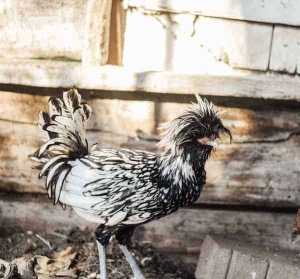 polish chicken breed