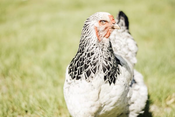 brahma chickens