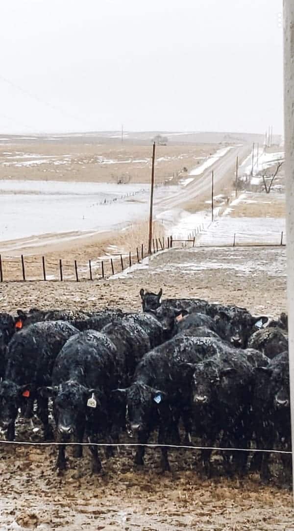 cattle and Nebraska flood