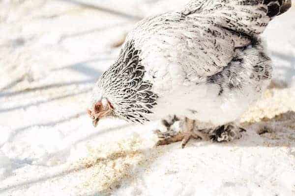 brahma chicken eating grain 