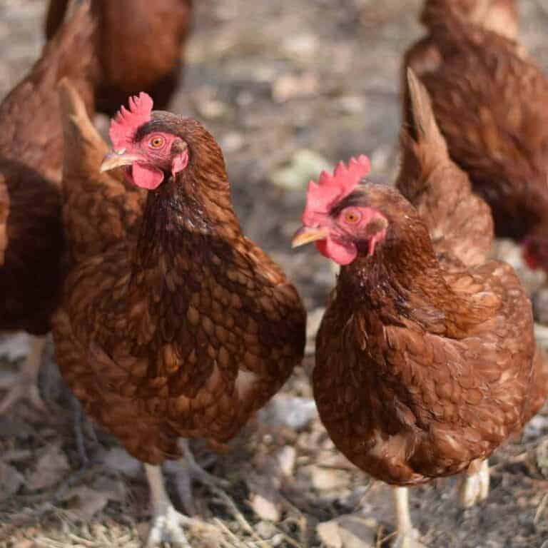 group of Rhode Island Red chickens
