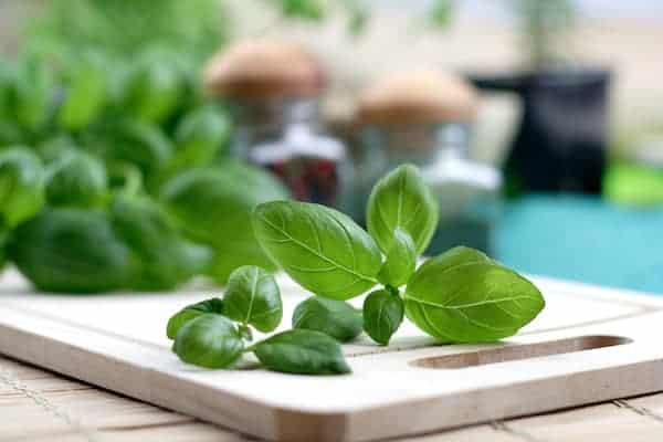 fresh cut basil