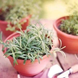 rosemary in a terra cotta planter