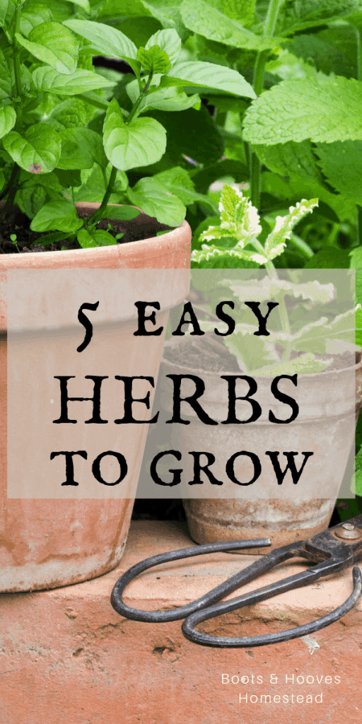 5 Easy Herbs to Grow - Boots & Hooves Homestead