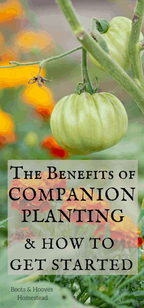 companion planting tomatoes and marigold florals