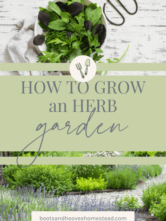 Creating an Herb Garden for Beginners
