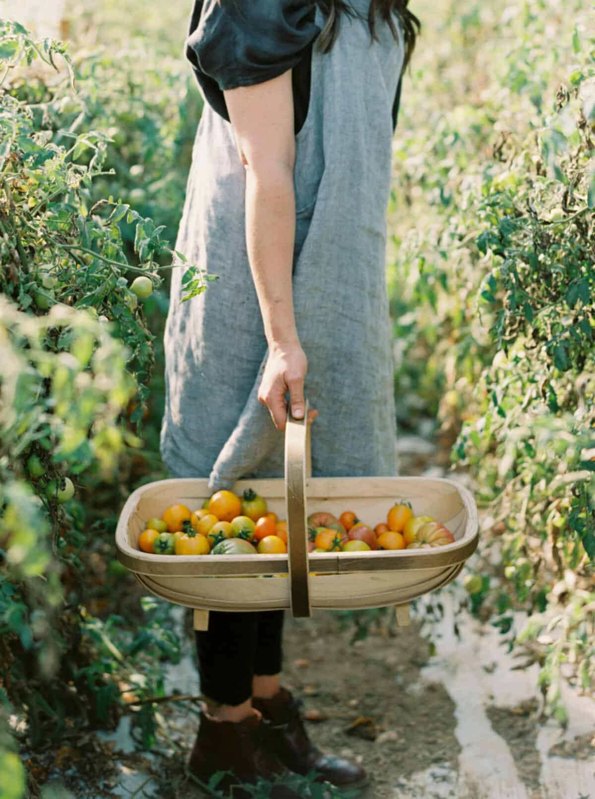 standing in the tomato garden with a basket full of harvested tomatoes.