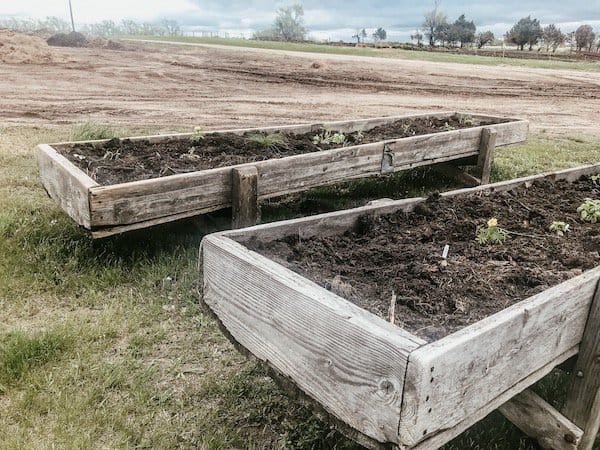 cattle feed bunks filled with soil and herb plants