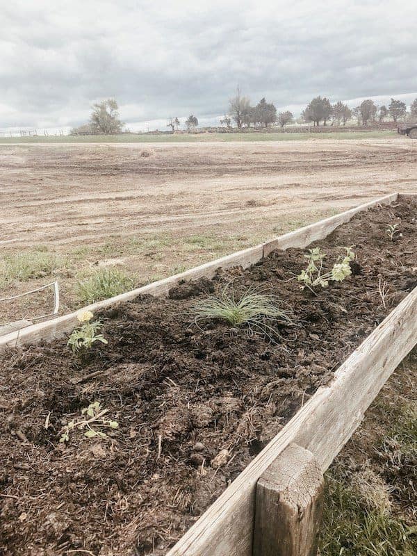 filled cattle feed bunks with soil