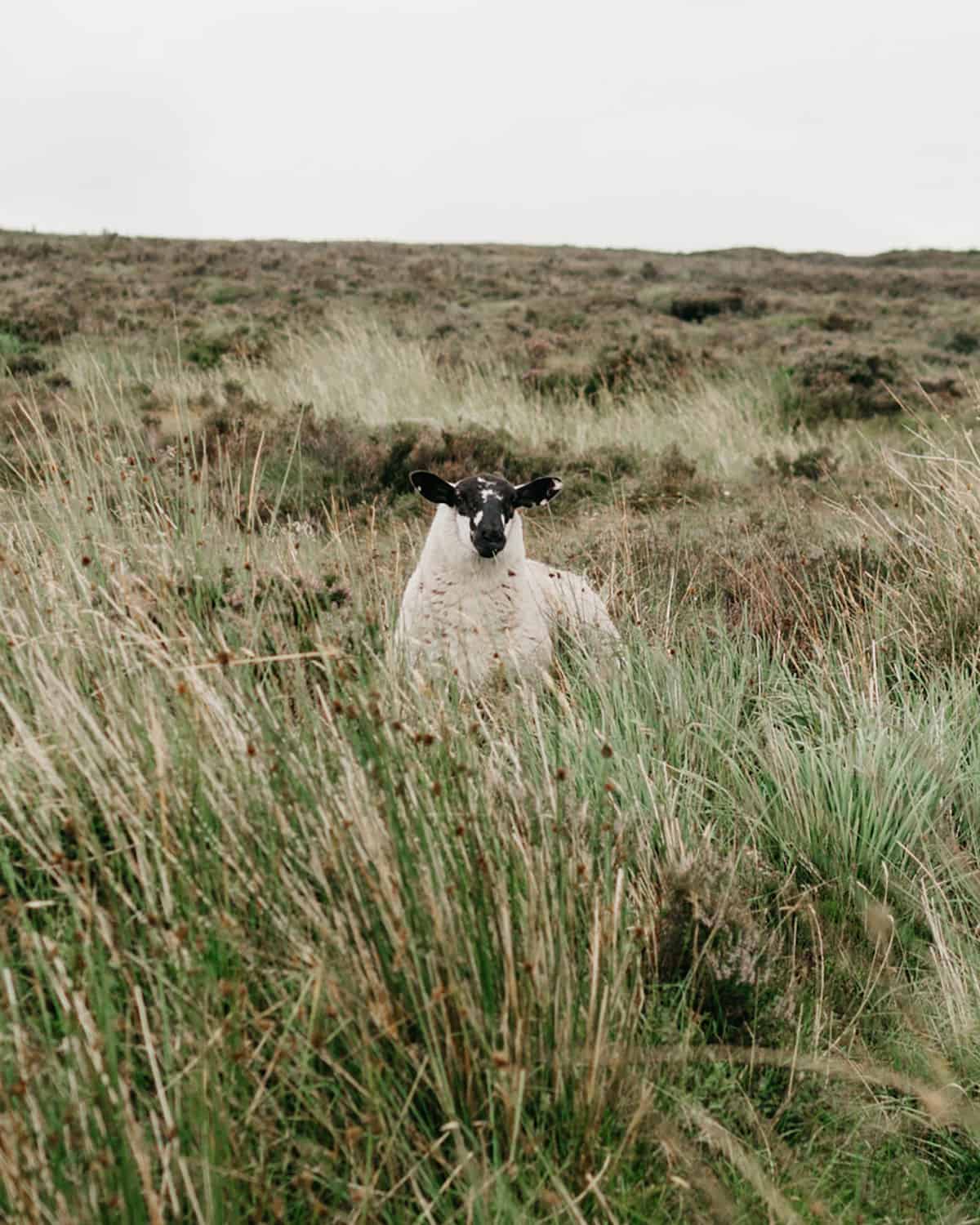 sheep in a pasture of a farm. 