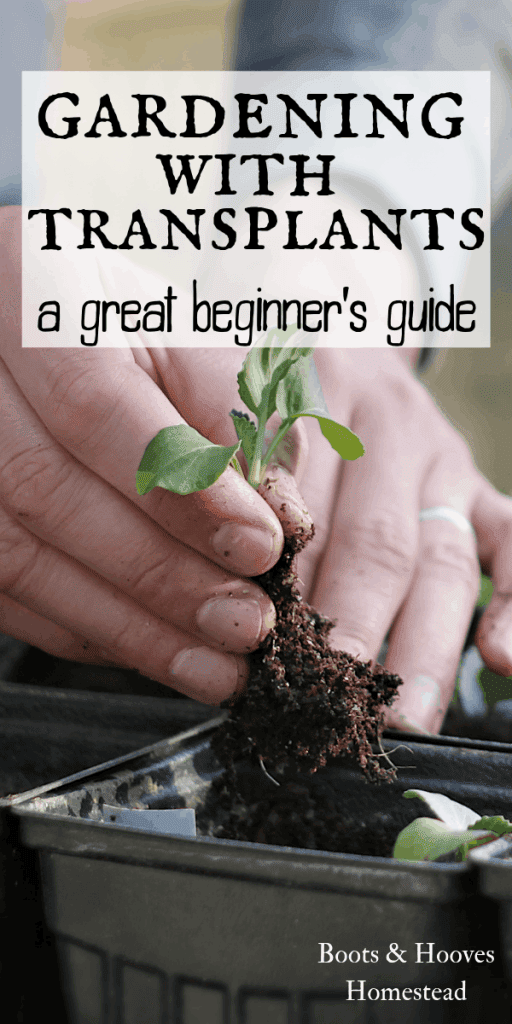 transplanting vegetables