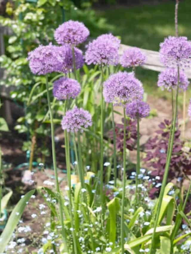 herb garden with chive plants