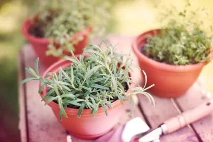 herbs growing in containers