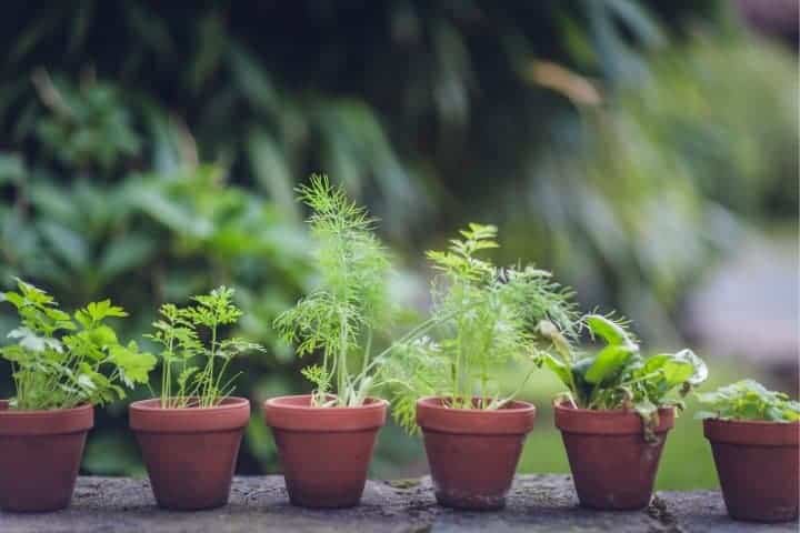 jardín de hierbas en mini macetas de cerámica