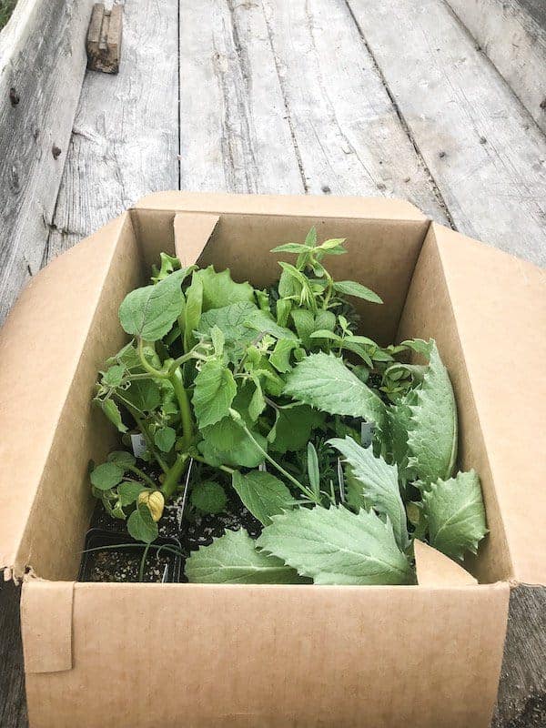 box of garden transplants
