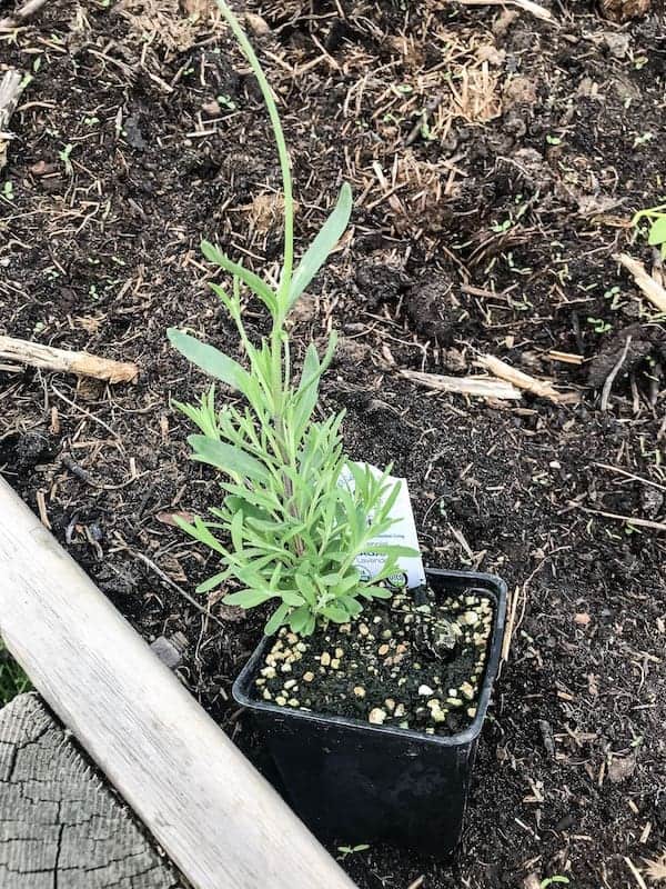 lavender transplant