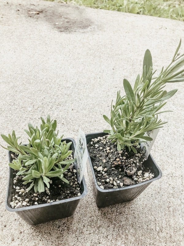 lavender transplants